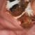 Rehoming Bonded Male Pair of Guinea Pigs 1 thumbnail