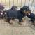 Rottweiler 3 thumbnail