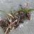 White Calla Lily Bulbs 4 thumbnail