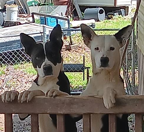 2 beautiful girls need homes 1