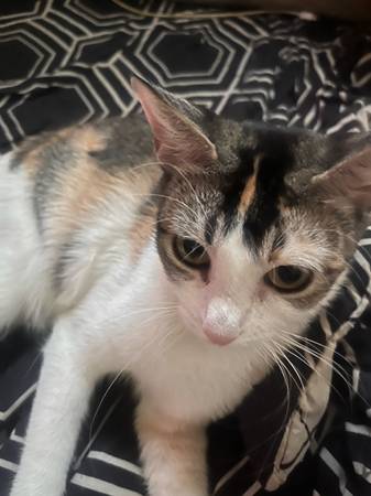 ocean the cat (Las Vegas)63907417917315120