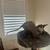 Sphynx kittens 16 thumbnail