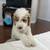 puppy 6 thumbnail
