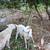 Goat, chivo 4 thumbnail