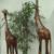 Giraffe 2 thumbnail