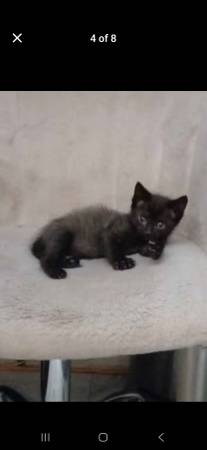Free Kittens (Whittier)63829968616067120
