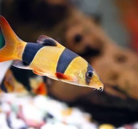 2” clown loaches 1