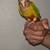 Pineapple Green Cheek Conure 2 thumbnail
