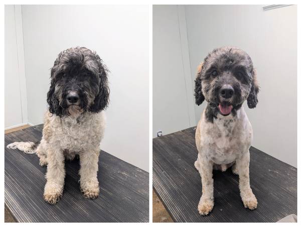 Dog Grooming (Coon Rapids)63906250770690124