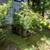 japanese maples $10-$20 12 thumbnail