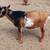 ADGA Nigerian Dwarf Does & Homemade Natural Goats Milk Soap 10 thumbnail