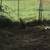Chickens 2 thumbnail