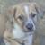 Small breed male puppies 1 thumbnail