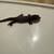 Geckos 8 thumbnail