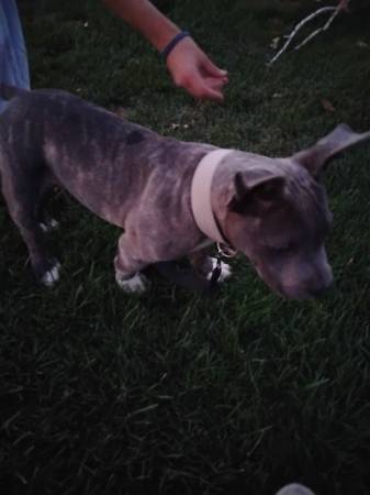 Pitbull bully (Quincy)63761970878723124