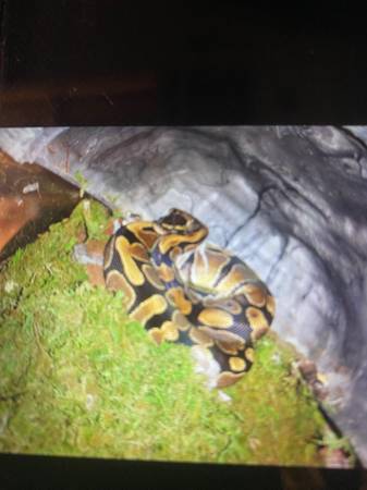 Ball Python (Laurel Springs)63953271221123120