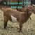 Registered Boer Goats 9 thumbnail