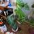 House plants 17 thumbnail