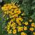 PERENNIAL GARDEN PLANTS From My Private Garden-Dozens of Kinds $5 4 thumbnail