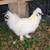 Silkie roosters 3 thumbnail