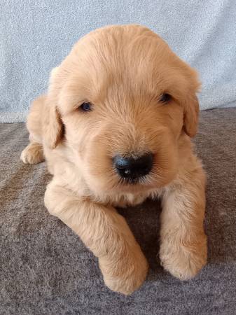 Golden Doodles (Gilbert)64048128989313120