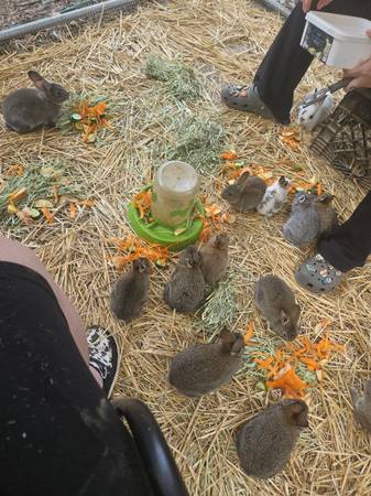 Rabbits64015834825986120