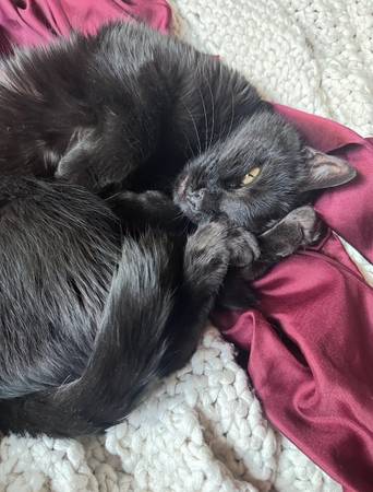 De gratis a un hogar amoroso: Misty la gata (Mentor, OH) (Mentor)63686604989569120