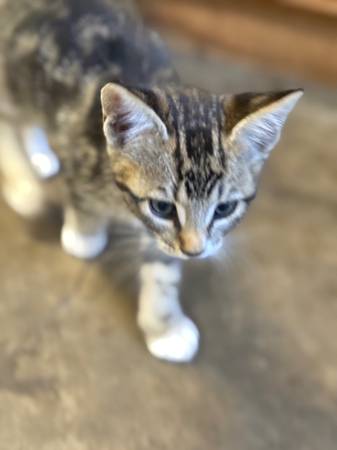 9 week old kitten63916215128450120