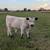 Zeus! (White Dexter/Jersey Bull Calf) 2 thumbnail