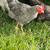 Rooster 1 thumbnail