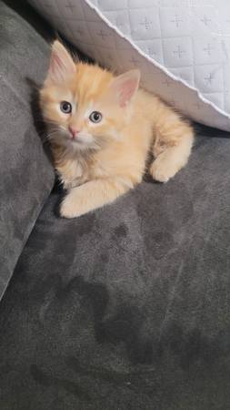 Rehoming Female Kitten $40 (Pico Rivera)63893600754051123