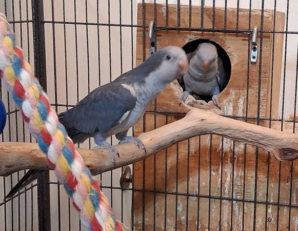 Pair of Quaker parrots (rare color) (Killeen)63898901549826124