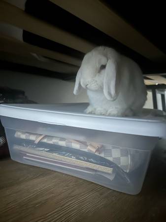 Rabbit for sale 1
