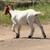 Female Goats 6 thumbnail