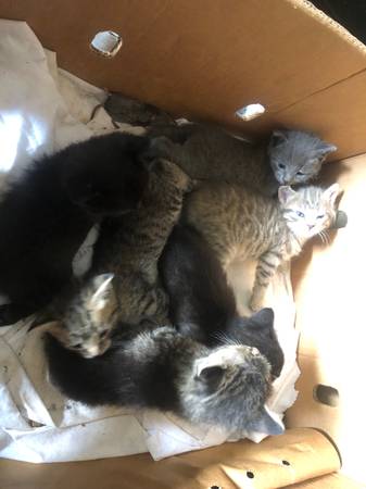 Kittens looking for new home 1