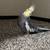 Male cockatiel 1 thumbnail