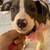 Puppies 4 thumbnail