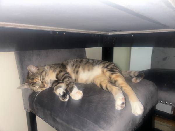 Young cat (Highland town)64051581960577122