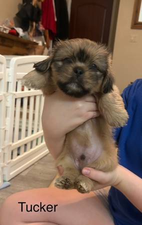 Cachorros machos mezcla de Shih Tzu63967146903043123
