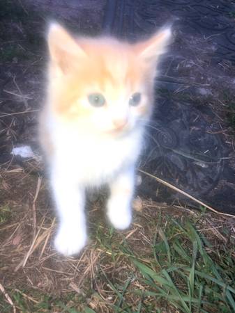 Kittens looking for their new home63885716772609120