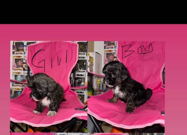 Adorable yorkiepoo jersey village 1