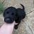 Lab puppy 3 thumbnail
