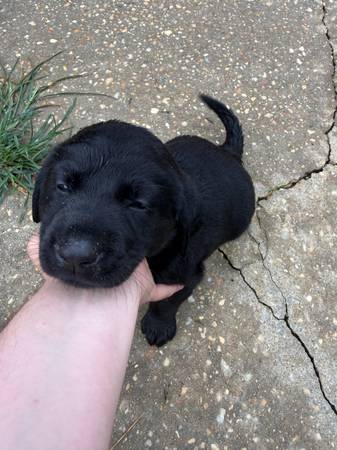 Lab puppy (Dothan)568458722076282882