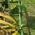 John Deere 999 2 Row Planter 9 thumbnail