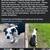 Lost dog 5 thumbnail