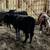 5 weaned steers 1 thumbnail