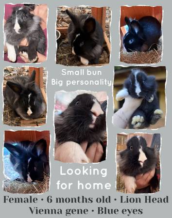 Lion head • bunny • rabbit • doe • 6 months old • Vienna Gene 1