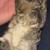Baby Mini Lop bunnies 6 thumbnail