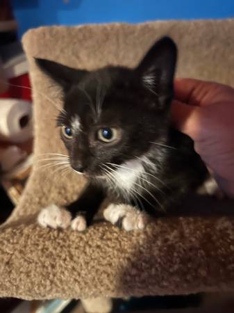 Kittens (Kennewick)63922852512131121
