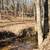 Arkansas  Ozarks 1 thumbnail